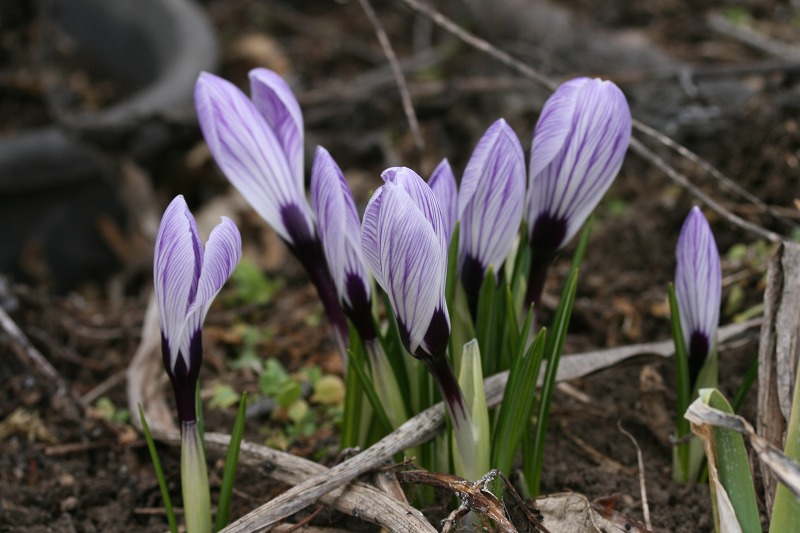 ファイル 80-1.jpg