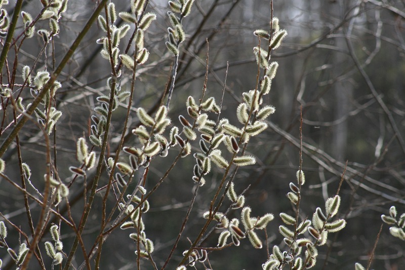 ファイル 81-2.jpg