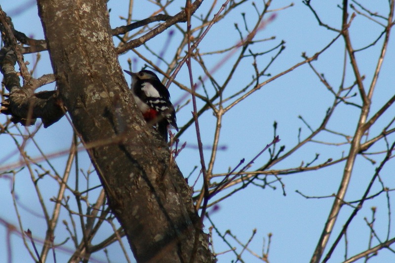 ファイル 82-4.jpg