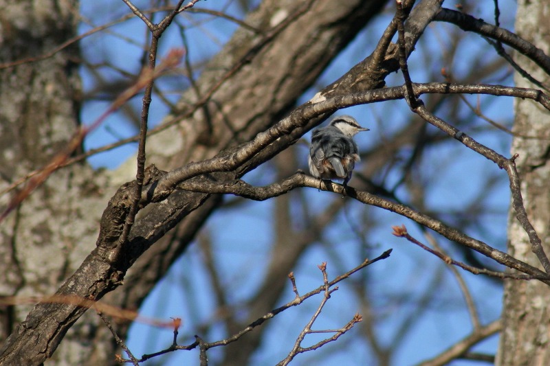 ファイル 83-1.jpg