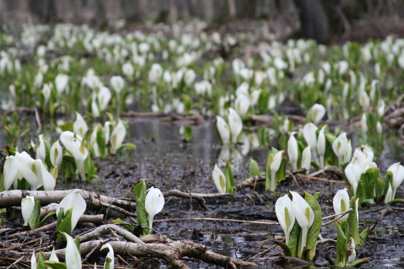 ファイル 85-1.jpg