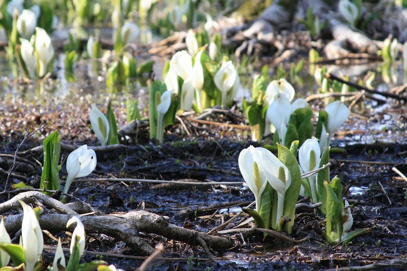 ファイル 86-1.jpg