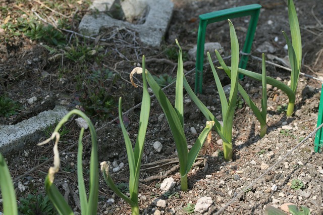 ファイル 88-1.jpg