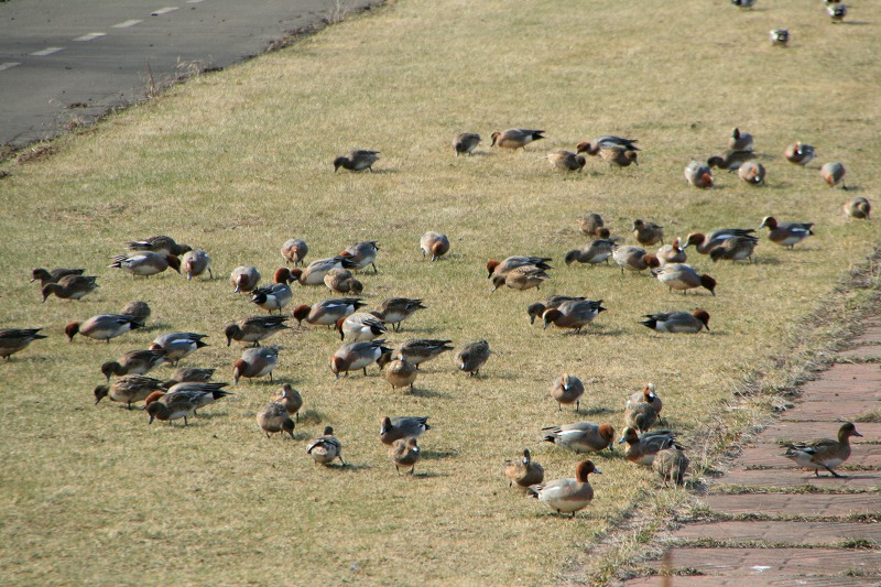 ファイル 93-1.jpg