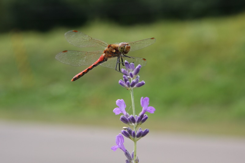 ファイル 10-1.jpg