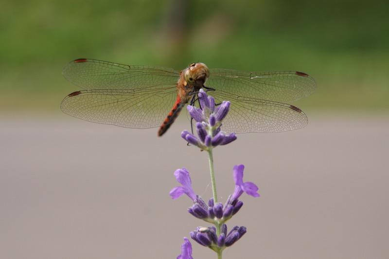 ファイル 10-2.jpg