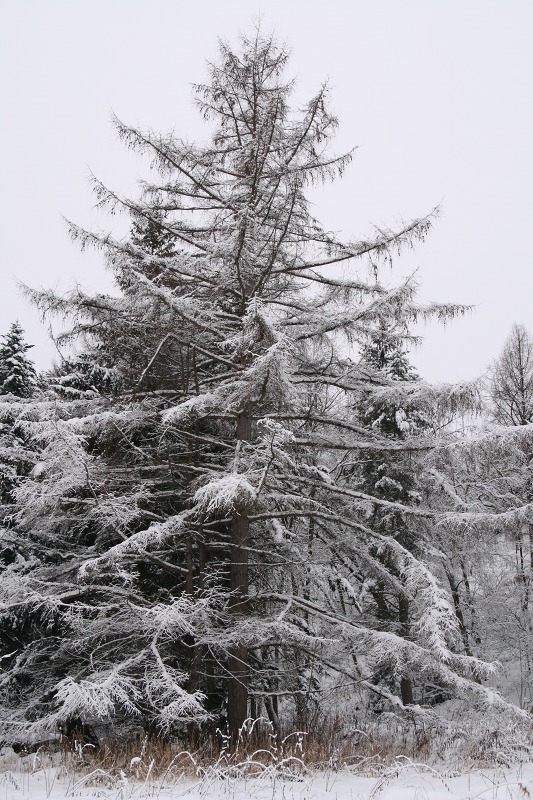 ファイル 104-1.jpg