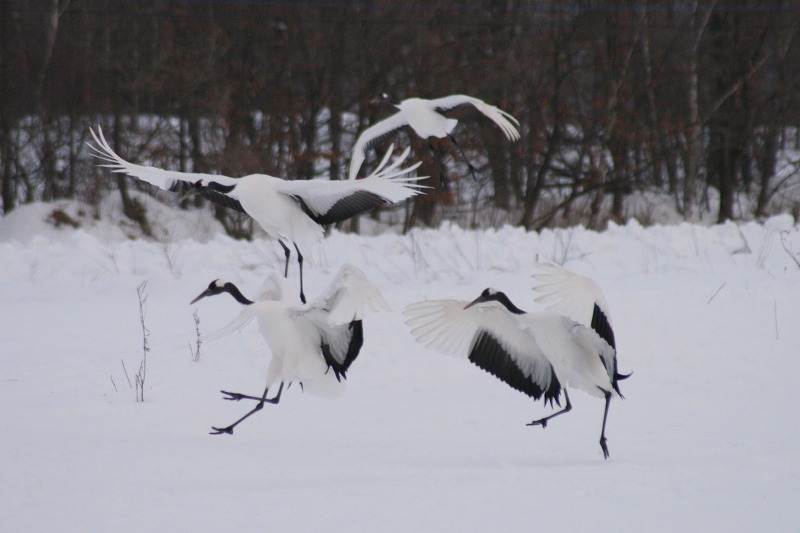 ファイル 106-2.jpg