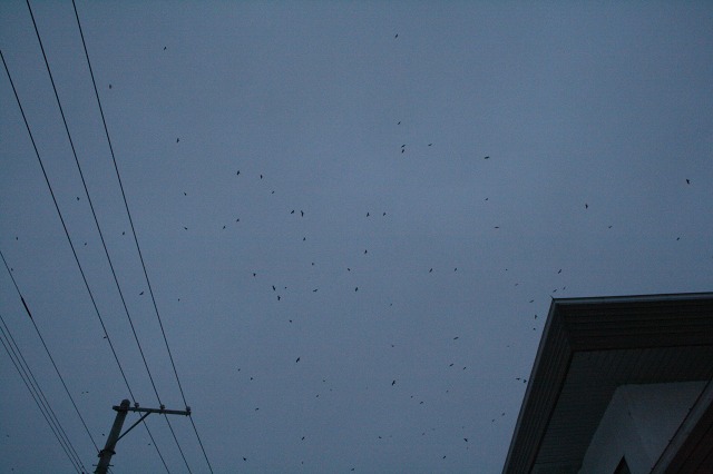 ファイル 110-3.jpg