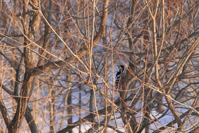 ファイル 113-2.jpg