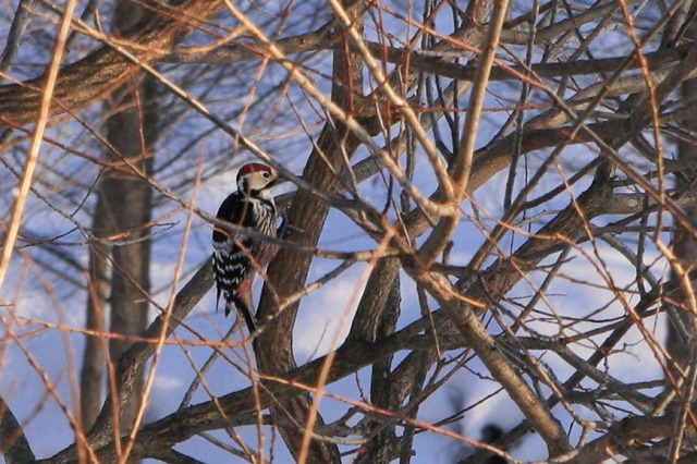 ファイル 113-3.jpg