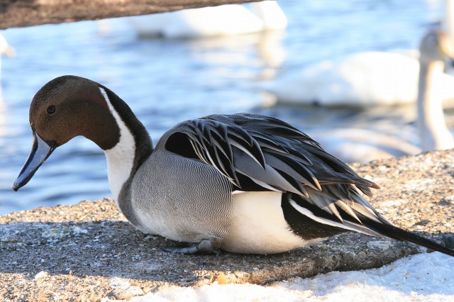 ファイル 115-3.jpg