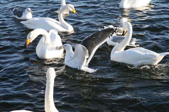 ファイル 115-4.jpg