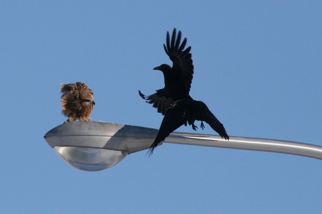 ファイル 118-2.jpg