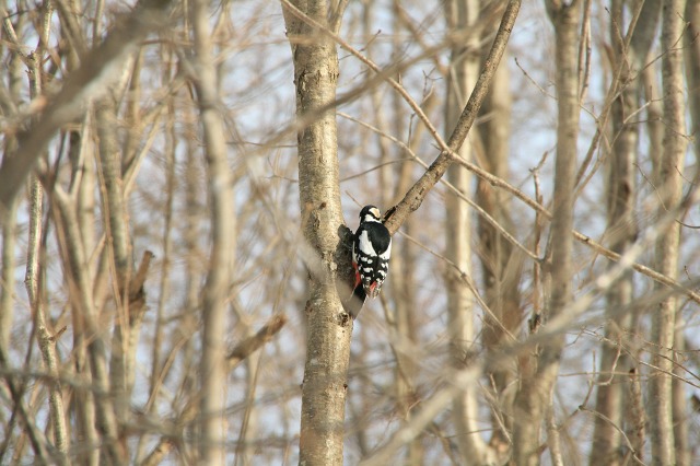 ファイル 119-3.jpg