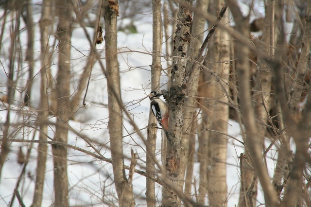 ファイル 119-4.jpg