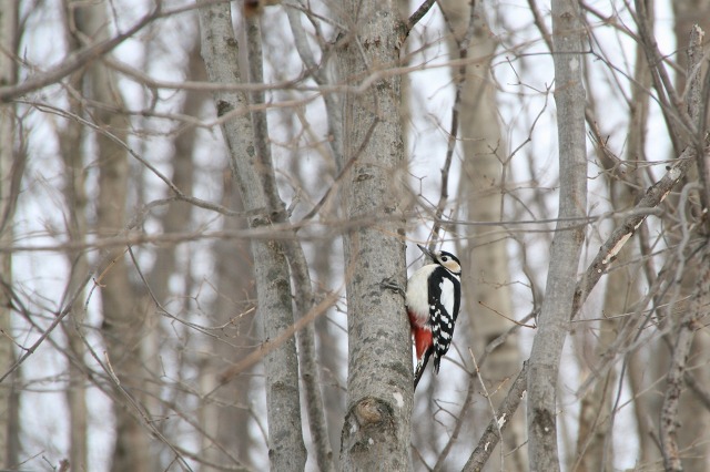 ファイル 119-5.jpg