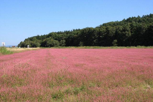 ファイル 12-1.jpg