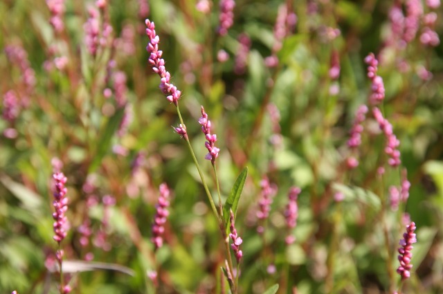 ファイル 12-2.jpg