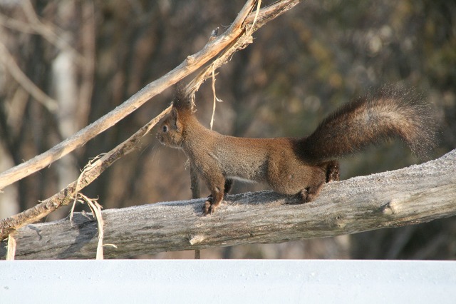 ファイル 121-2.jpg