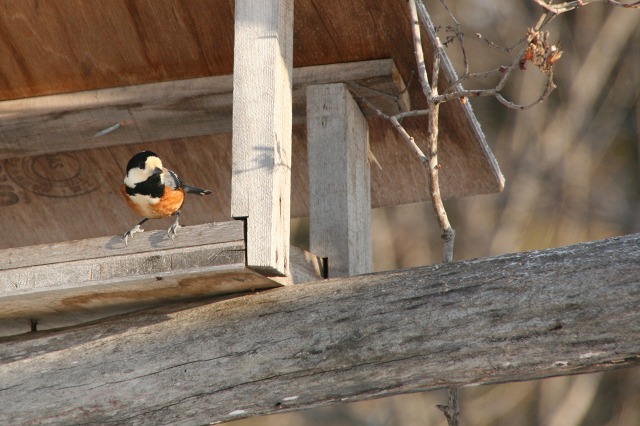 ファイル 122-1.jpg