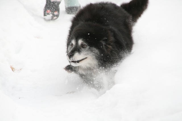 ファイル 126-1.jpg