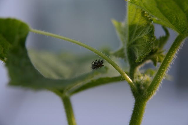 ファイル 13-1.jpg