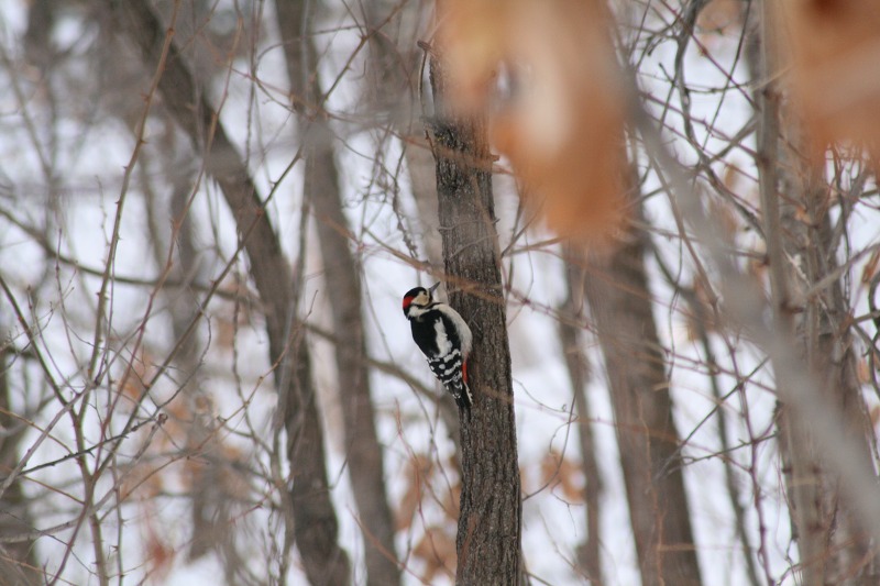 ファイル 136-2.jpg