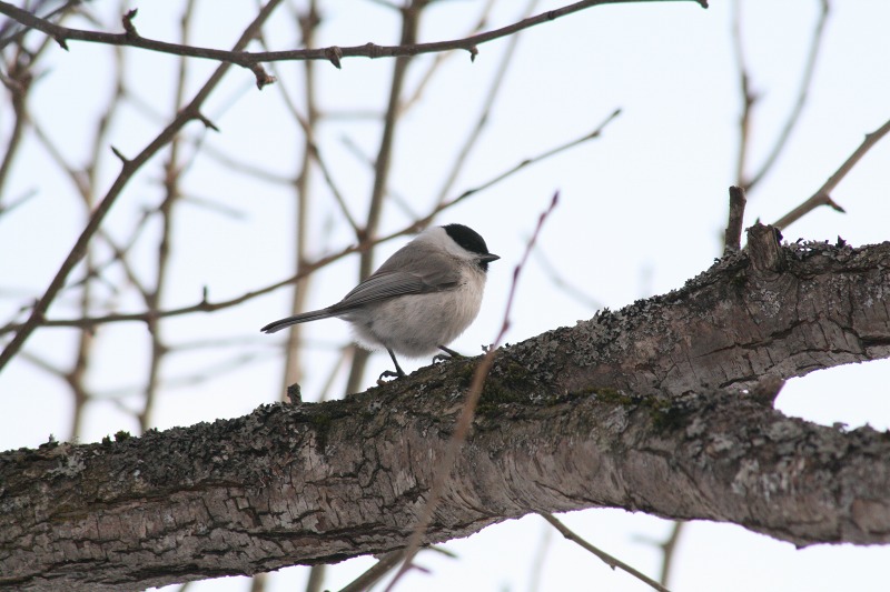 ファイル 137-3.jpg