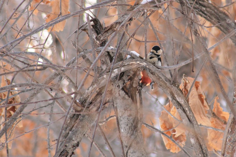 ファイル 137-5.jpg