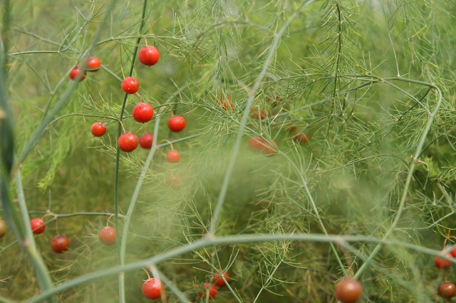 ファイル 14-1.jpg