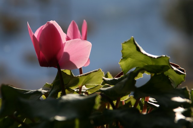 ファイル 154-1.jpg