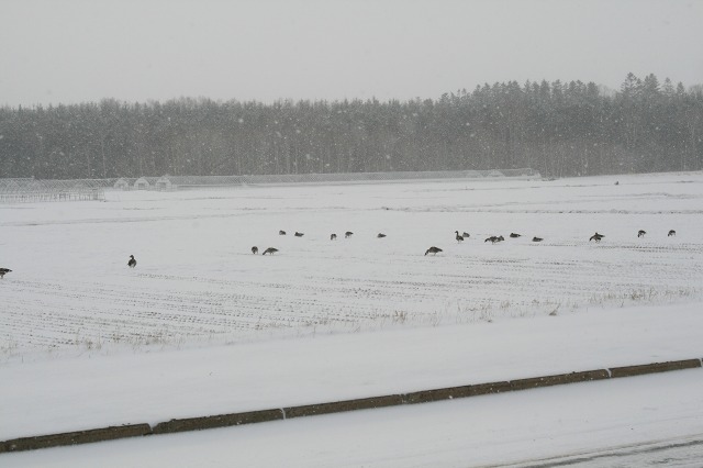 ファイル 155-2.jpg