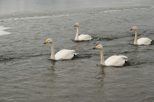 ファイル 159-3.jpg