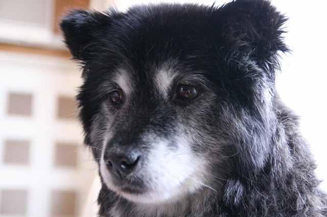 ファイル 165-1.jpg