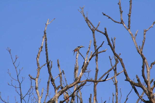 ファイル 172-1.jpg