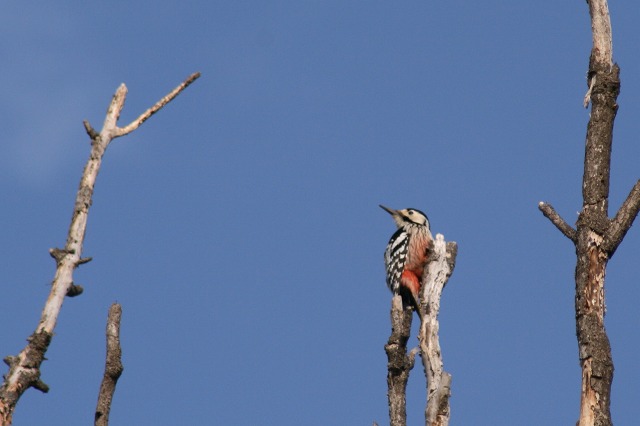 ファイル 172-2.jpg