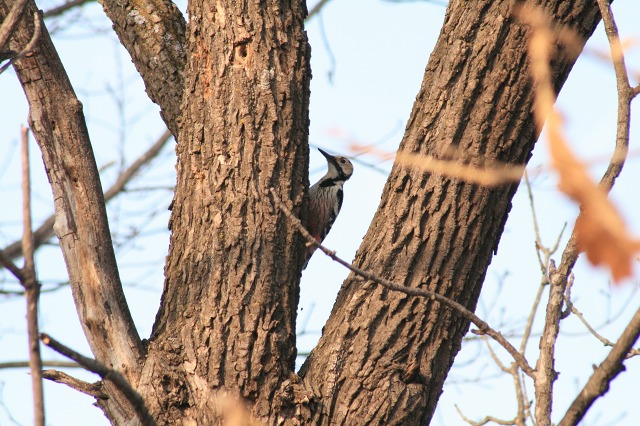 ファイル 172-3.jpg