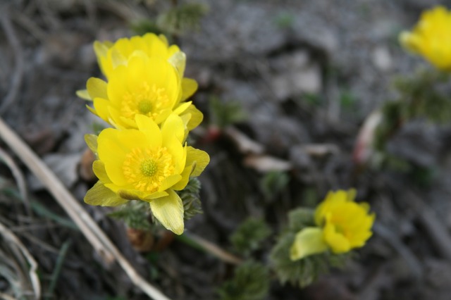 ファイル 176-2.jpg