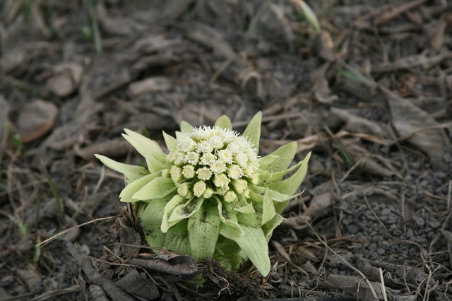 ファイル 176-3.jpg