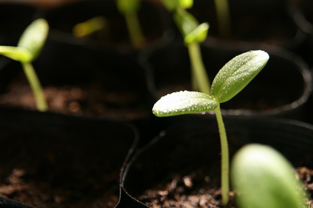 ファイル 177-1.jpg