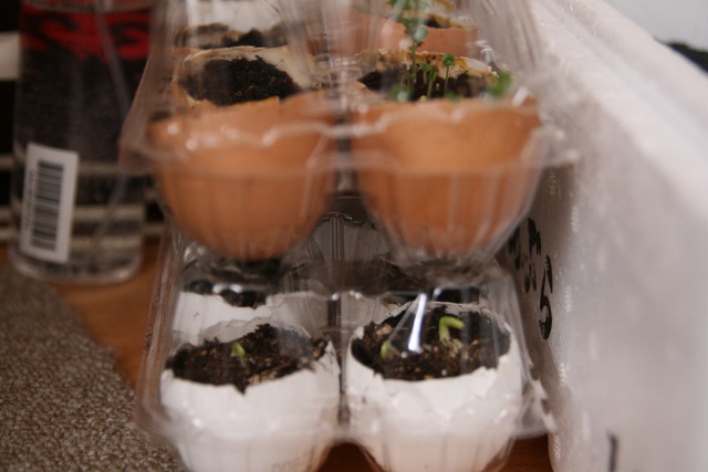 ファイル 177-2.jpg