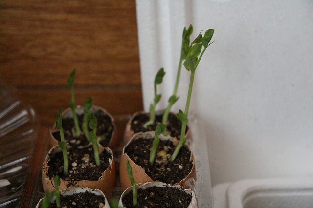 ファイル 181-1.jpg