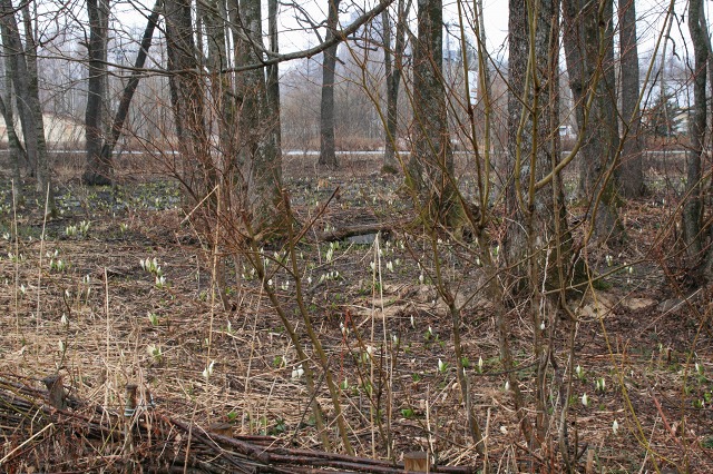 ファイル 186-1.jpg