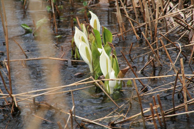 ファイル 186-2.jpg