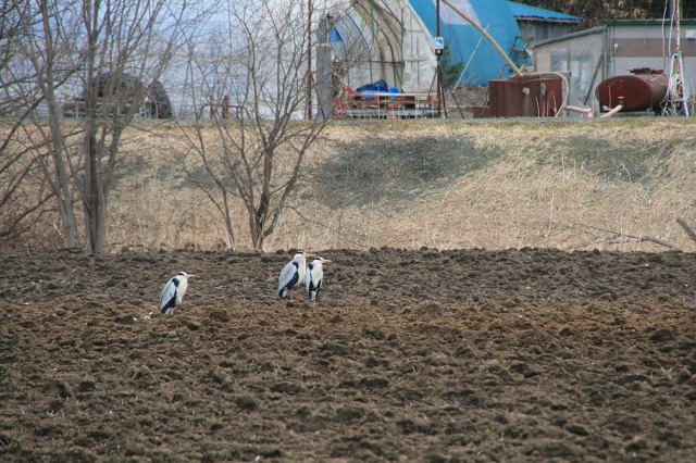 ファイル 187-1.jpg