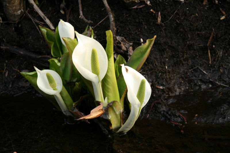 ファイル 191-2.jpg