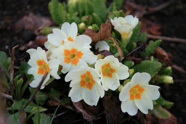 ファイル 193-3.jpg