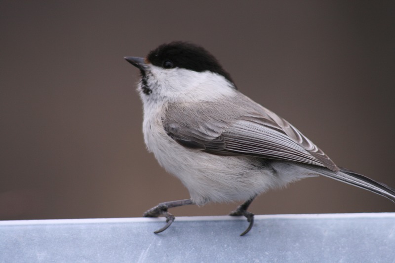 ファイル 195-2.jpg