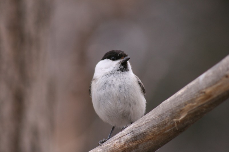 ファイル 195-3.jpg